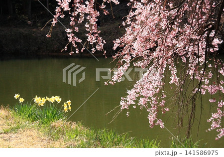 水仙と芳水の枝垂れ桜 水仙と芳水の枝垂れ桜 141586975