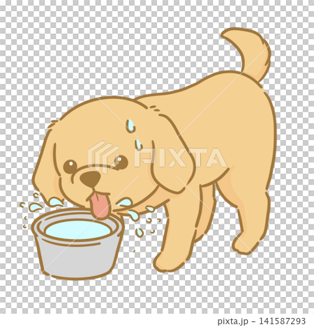 水をたくさん飲む茶色い犬の手描きイラスト　水を飲み過ぎる犬 141587293