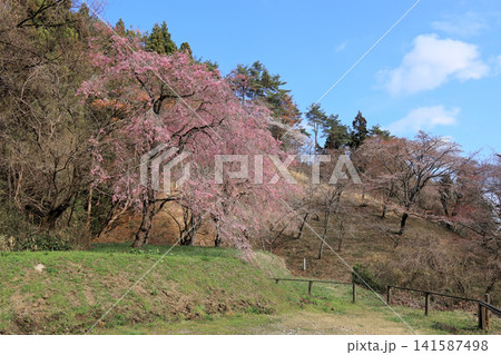 サクラ見本園の桜が咲いている風景(宮城県県民の森) サクラ見本園の桜が咲いている風景(宮城県県民の森) 141587498