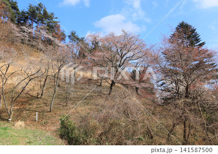 サクラ見本園の桜が咲いている風景(宮城県県民の森) サクラ見本園の桜が咲いている風景(宮城県県民の森) 141587500