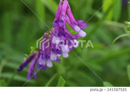 春の野原に咲く紫色の筒状の花びらで先端が白い花びらを多数つけるナヨクサフジ 春の野原に咲く紫色の筒状の花びらで先端が白い花びらを多数つけるナヨクサフジ 141587585