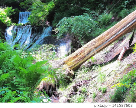 長野県　新緑が美しい白糸の滝　5月 141587608