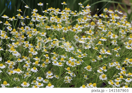 春の公園に咲く白い舌状花に黄色い丸く膨らんだ舌状花を持つ花びらを無数に咲かせるカモミールの花 春の公園に咲く白い舌状花に黄色い丸く膨らんだ舌状花を持つ花びらを無数に咲かせるカモミールの花 141587903