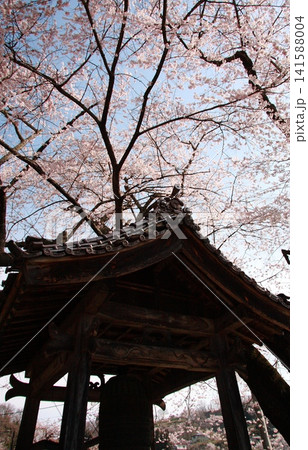 二本松市法楽寺の鐘楼と満開の桜 二本松市法楽寺の鐘楼と満開の桜 141588004