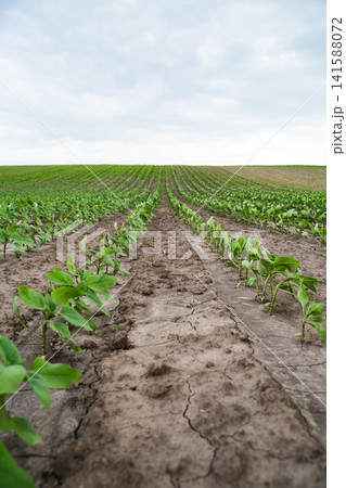 Young green plants growing in rows on agricultural field under cloudy sky showing growth and farming season Young green plants growing in rows on agricultural field under cloudy sky showing growth and farming season 141588072