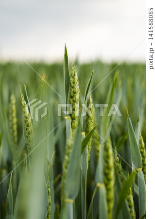 Close-up of green wheat spikes growing in a field, symbolizing agriculture, growth, and the future of food production Close-up of green wheat spikes growing in a field, symbolizing agriculture, growth, and the future of food production 141588085