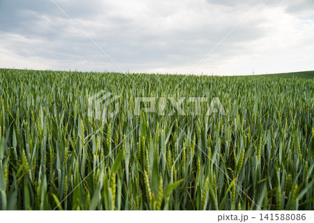 Wheat field with young green crops reaching towards an overcast sky, symbolizing growth, harvest, and nature's bounty Wheat field with young green crops reaching towards an overcast sky, symbolizing growth, harvest, and nature's bounty 141588086
