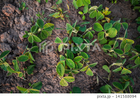 Young green soybean plants thriving in rich, dark soil, showing early crop development and sustainable agriculture 141588094