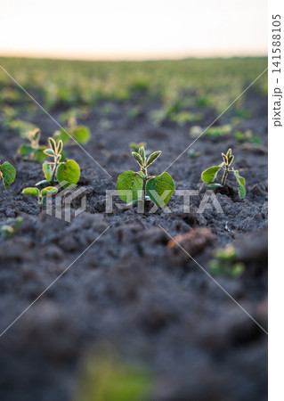 Young soybean plants emerging from dark soil in an agricultural field, symbolizing growth, sustainable farming, and food production 141588105
