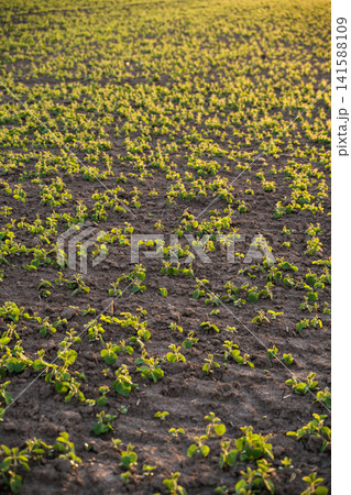 Young soybean plants growing in fertile soil, agricultural field with sprouting crops, organic farming developing 141588109