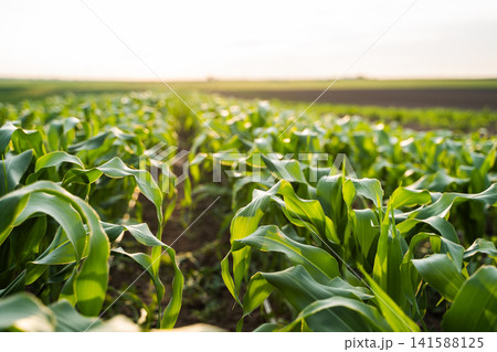 Young corn plants growing in rows with green leaves and fertile soil, an agricultural farm field at sunset Young corn plants growing in rows with green leaves and fertile soil, an agricultural farm field at sunset 141588125