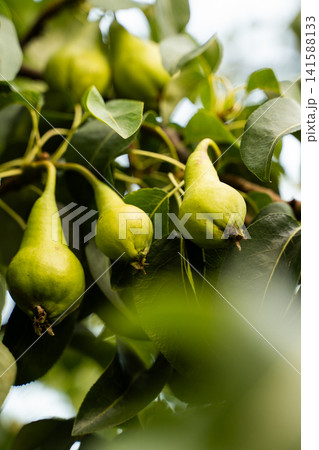 Unripe green pears hanging on branches, growing in an organic garden orchard, concept of agriculture and harvest Unripe green pears hanging on branches, growing in an organic garden orchard, concept of agriculture and harvest 141588133