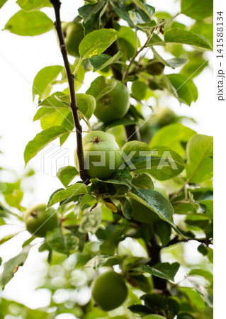 Green apples growing on an apple tree branch in an orchard, reflecting concepts of nature, growth, and ripening fruit 141588134