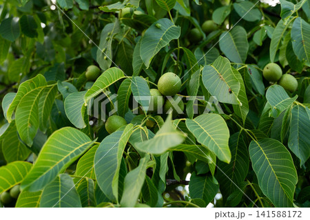 Developing green walnuts hanging from branches, revealing nature's bounty and the cycle of growth Developing green walnuts hanging from branches, revealing nature's bounty and the cycle of growth 141588172