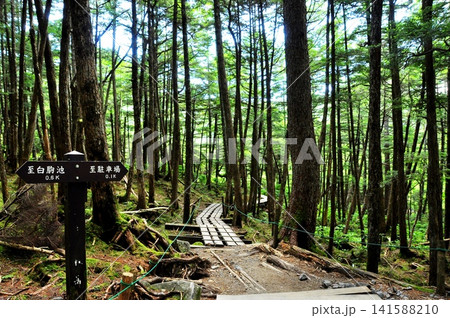 長野県 白駒の森(苔の森)の原生林と散策路と道しるべ 長野県 白駒の森(苔の森)の原生林と散策路と道しるべ 141588210