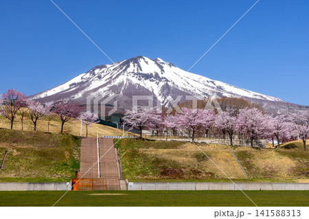 青森県弘前市百沢裾野 オオヤマザクラネックレスロードに面する岩木山総合公園の桜並木と残雪の岩木山 青森県弘前市百沢裾野 オオヤマザクラネックレスロードに面する岩木山総合公園の桜並木と残雪の岩木山 141588313