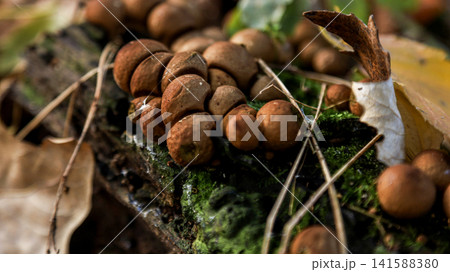 Brown shelf fungi growing on mossy decaying log in autumn forest 141588380