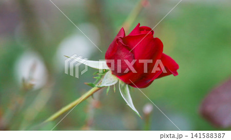 Red rose bud on stem in garden Red rose bud on stem in garden 141588387