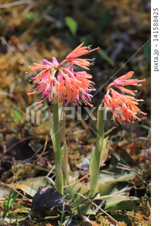 ショウジョウバカマの花（宮城県大郷町の勢見ヶ森公園） 141588425