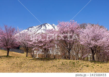 青森県弘前市百沢裾野　オオヤマザクラネックレスロードに面する岩木山総合公園の桜並木と残雪の岩木山 141588433