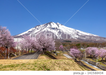 青森県弘前市百沢裾野 オオヤマザクラネックレスロードに面する岩木山総合公園の桜並木と残雪の岩木山 青森県弘前市百沢裾野 オオヤマザクラネックレスロードに面する岩木山総合公園の桜並木と残雪の岩木山 141588434