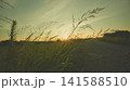 夏の夕焼けとススキ 141588510