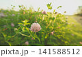 小さい花と夕日 141588512