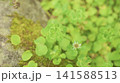 4つ葉のクローバー 141588513