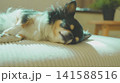 クッションに寝転ぶチワワ 141588516