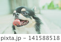 見つめるチワワ 141588518
