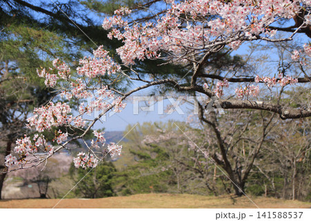 勢見ヶ森公園の桜（宮城県大郷町） 141588537