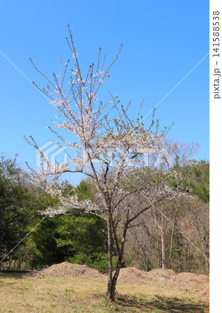 勢見ヶ森公園の桜(宮城県大郷町) 勢見ヶ森公園の桜(宮城県大郷町) 141588538