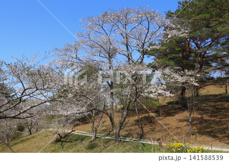 勢見ヶ森公園の桜(宮城県大郷町) 勢見ヶ森公園の桜(宮城県大郷町) 141588539