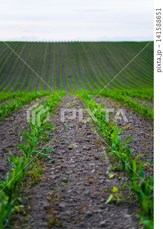 Young corn sprouts emerging from cultivated soil in neat rows, stretching across a wide agricultural field under a cloudy sky Young corn sprouts emerging from cultivated soil in neat rows, stretching across a wide agricultural field under a cloudy sky 141588651