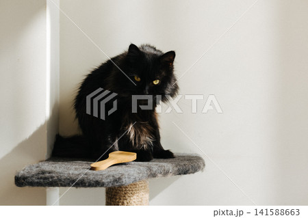 Beautiful long-haired fluffy black domestic cat resting on a cat tree in warm natural sunlight. Cozy home interior, feline pet portrait. 141588663