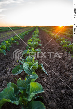 Young cabbage plants growing in rows on a fertile field under a warm sunset light, symbolizing agricultural growth and fresh organic produce Young cabbage plants growing in rows on a fertile field under a warm sunset light, symbolizing agricultural growth and fresh organic produce 141588683