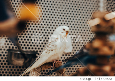 A white budgerigar perched on a natural wooden branch inside an indoor aviary. A peaceful portrait showcasing elegant plumage. A pet bird in a cage. A white budgerigar perched on a natural wooden branch inside an indoor aviary. A peaceful portrait showcasing elegant plumage. A pet bird in a cage. 141588688