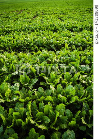 Green sugar beet plants growing in a vast agricultural field, rows of lush crops thriving on farmland Green sugar beet plants growing in a vast agricultural field, rows of lush crops thriving on farmland 141588699
