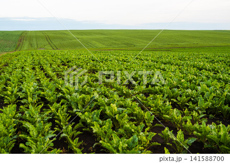 Green sugar beet farming field and lush agricultural landscape with rolling hills under a bright sky Green sugar beet farming field and lush agricultural landscape with rolling hills under a bright sky 141588700