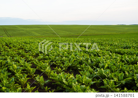 Sugar beet plants thriving in a vast green field, showcasing natural growth and an agricultural landscape under a clear sky Sugar beet plants thriving in a vast green field, showcasing natural growth and an agricultural landscape under a clear sky 141588701
