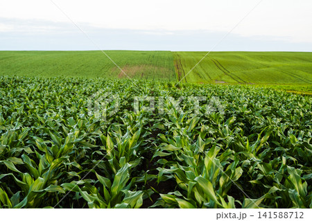 Rows of young corn plants filling the foreground, stretching towards green hills of other farmed crops on a bright day Rows of young corn plants filling the foreground, stretching towards green hills of other farmed crops on a bright day 141588712