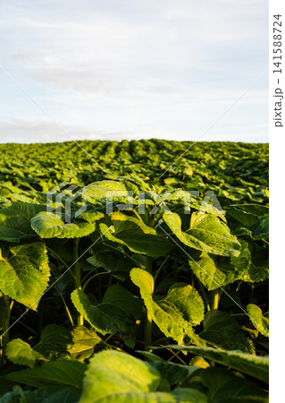 Growing sunflower crop field under a clear sky, an agricultural landscape showing nature's abundant growth Growing sunflower crop field under a clear sky, an agricultural landscape showing nature's abundant growth 141588724