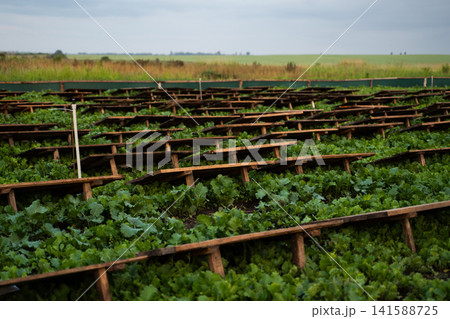 Snail farm with wooden platforms arranged in rows above green leafy vegetation, representing heliciculture, sustainable livestock farming Snail farm with wooden platforms arranged in rows above green leafy vegetation, representing heliciculture, sustainable livestock farming 141588725