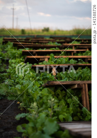 Open air snail farming field with wooden platforms over leafy crops, heliciculture and sustainable livestock system Open air snail farming field with wooden platforms over leafy crops, heliciculture and sustainable livestock system 141588726