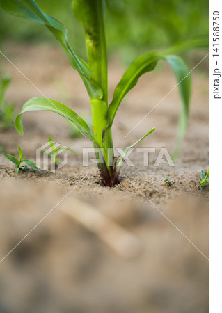 Corn plant emerging from the ground, showing new life and the start of a healthy growing season in a farm field Corn plant emerging from the ground, showing new life and the start of a healthy growing season in a farm field 141588750