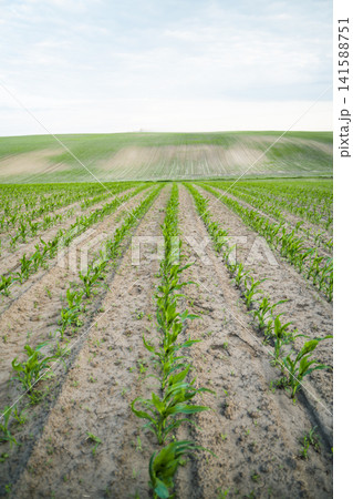 Young corn seedlings growing in neat rows across a vast field with rolling green hills and a cloudy sky Young corn seedlings growing in neat rows across a vast field with rolling green hills and a cloudy sky 141588751