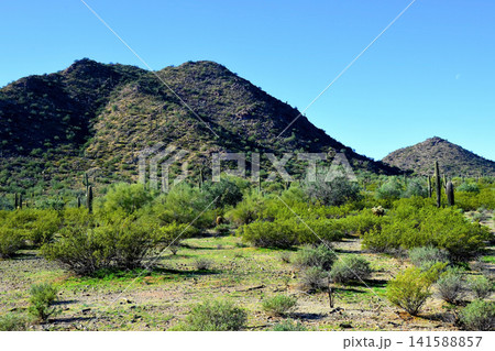 Sonoran Desert Arizona Sonoran Desert Arizona 141588857