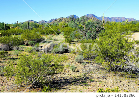 Sonoran Desert Arizona 141588860