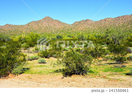 Sonoran Desert Arizona Sonoran Desert Arizona 141588861