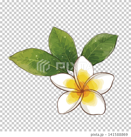 一幅充滿熱辣氣息的雞蛋花插畫 一幅充滿熱辣氣息的雞蛋花插畫 141588869